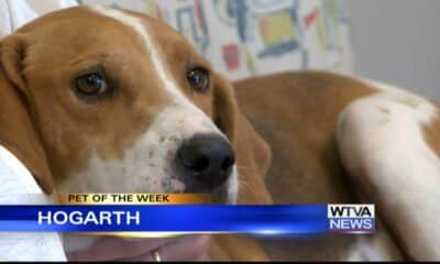 Pet of the Week - Hogarth