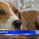 Pet of the Week - Hogarth