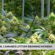 Medical Cannabis Lottery Drawing set to happen Monday