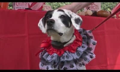 UT Gardens holds 'Howl-O-Ween Pooch Parade and Expo' on Sunday