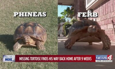 Missing tortoise finds his way back home after 9 weeks