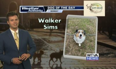 Dog Walk Forecast for Oct. 28 - Walker Sims