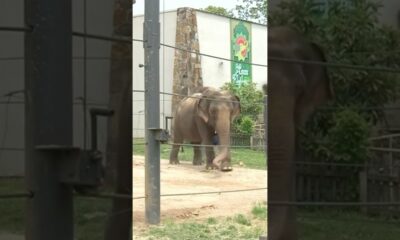 Elephant at Little Rock Zoo passes away