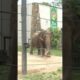 Elephant at Little Rock Zoo passes away