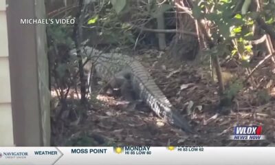 ‘It’s in our backyard’; 4 alligator sightings in Moss Point neighborhood in one week