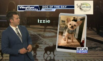 Dog Walk Forecast for Oct. 29 - Izzie