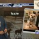 Dog Walk Forecast for Oct. 29 – Izzie