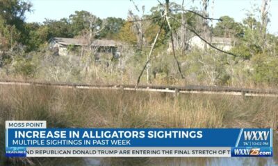 Moss Point residents speak on alligator sightings