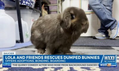 Lola and Friends Bunny Rescue of South MS saves abandoned bunnies