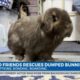 Lola and Friends Bunny Rescue of South MS saves abandoned bunnies