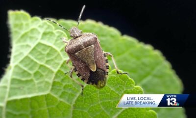 How to keep stink bugs out of your home this winter