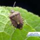 How to keep stink bugs out of your home this winter