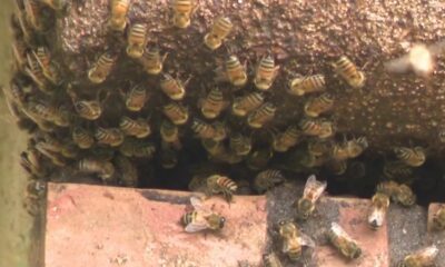 Spencer Solves It: Family working to get rid of thousands of bees swarming through home