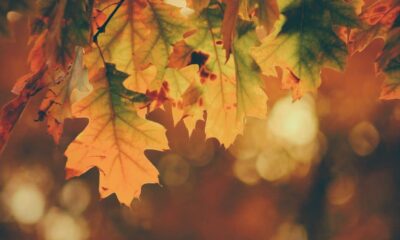 Embracing the Seasonal Changes with a Focus on Mental Health and Wellness