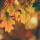 Embracing the Seasonal Changes with a Focus on Mental Health and Wellness