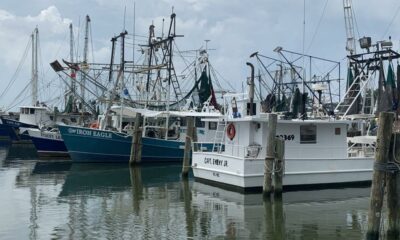 New Orleans shrimp festival passes genetic test confirming Gulf Coast origin | Louisiana