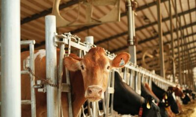 Data shows Louisiana’s dairy industry at an all-time low | Louisiana