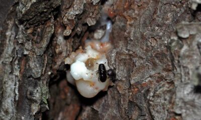 Nonprofit offering grants for removal of pine trees killed by beetles | Louisiana