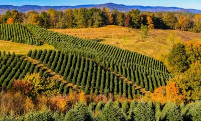 Helene: Amid catastrophe, good news on Christmas trees | North Carolina