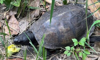 Everyone Loves Box Turtles | Our Mississippi Home