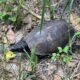 Everyone Loves Box Turtles | Our Mississippi Home