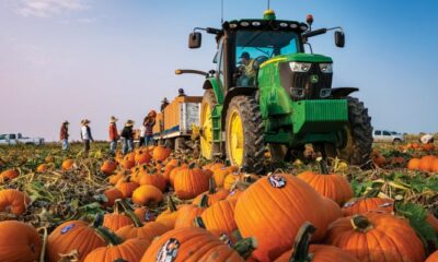 Pumpkin Patches to Visit This Fall