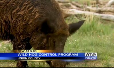 Mississippi offering smart traps to capture wild hogs