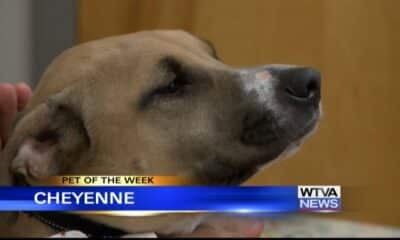 Pet of the Week: Cheyenne