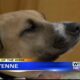 Pet of the Week: Cheyenne