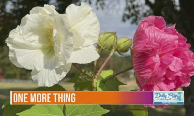 Cotton rose continues to bloom this fall