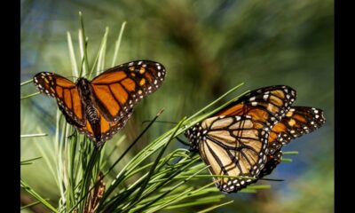 Monarch butterfly decline threatens food chain stability