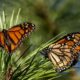 Monarch butterfly decline threatens food chain stability