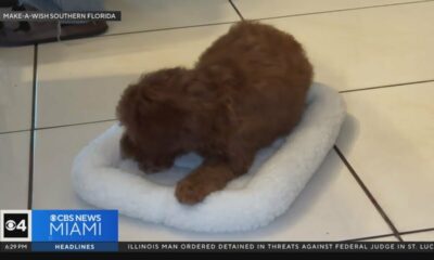 South Florida teen gifted puppy thanks to Make-A-Wish