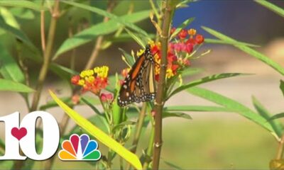 Volunteers capture monarch butterflies and attach tags to their wings every fall. Here's why.