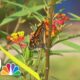 Volunteers capture monarch butterflies and attach tags to their wings every fall. Here's why.