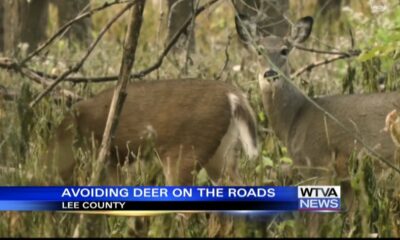 Watch out for deer as night comes sooner