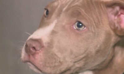 St. Louis County to take over operations at its animal shelter