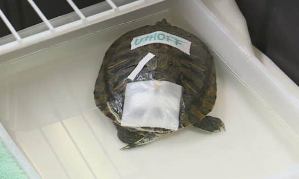 Wildlife Rescue Center seeks donations to care for influx of turtles