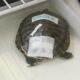 Wildlife Rescue Center seeks donations to care for influx of turtles