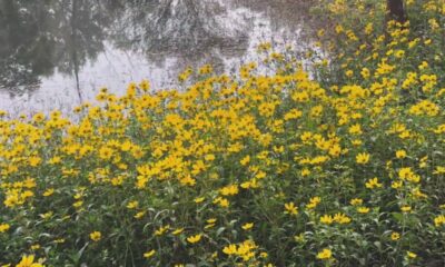 Fall wildflowers in Mississippi