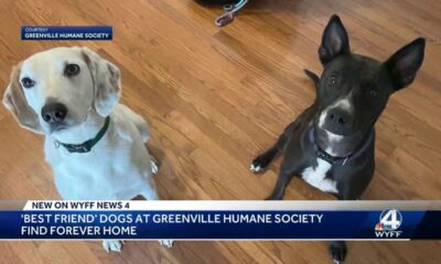 Greenville dogs adopted together after becoming best friends