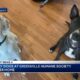 Greenville dogs adopted together after becoming best friends