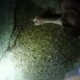 Body cam footage shows man begging officers for help shortly before in-custody death