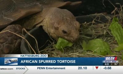 Hattiesburg Zoo welcomes African spurred tortoise to the 4 O'Clock Show