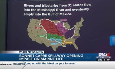 2019 Bonnet Carré Spillway opening impacting marine life in the Mississippi Sound