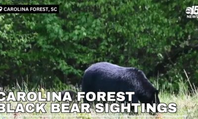 Carolina Forest community residents speak on increase sightings of black bear