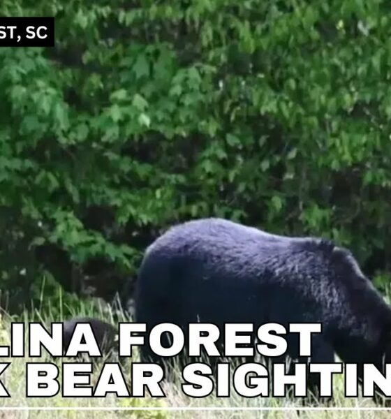 Carolina Forest community residents speak on increase sightings of black bear