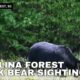 Carolina Forest community residents speak on increase sightings of black bear