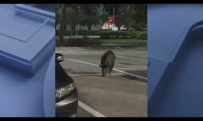 Wild hog spotted roaming Publix parking lot in Florida