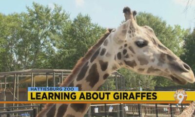 Hattiesburg Zoo: Giraffes